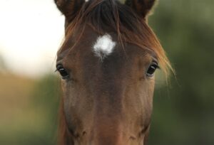 馬に絶対にしてはいけない！覚えておきたい危険な行為 4選