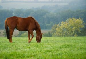 馬の食べ物・餌は何をあげるのが正解？馬が好きなもの、嫌いなもの、注意点