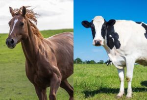身近な存在の馬と牛。その違いを徹底解説！