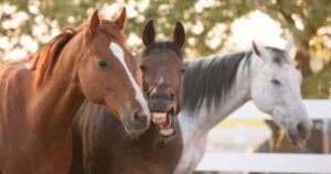 馬の血液型の種類は3兆通り！輸血やハフリンガー種についても解説