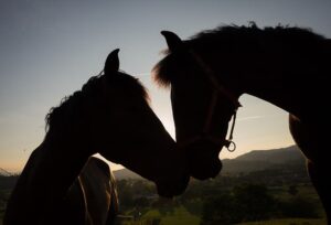 引退した馬がのんびり過ごす、養老牧場ってどんなところ？