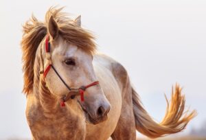 美しい「馬のたてがみ」に注目！たてがみの意外な役割とは？
