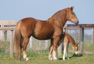 かわいい馬の赤ちゃん。仔馬の成長や妊娠期間についてご紹介！