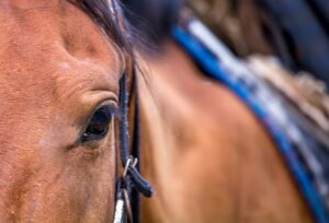 視野が広い馬の目。どこまで見える？視力・色覚・距離感は？