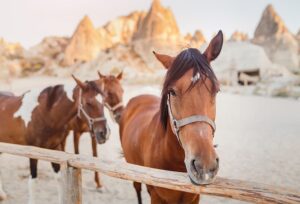 馬に見られる悪い癖？「さく癖（さくへき）・グイッポ」について