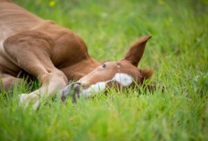 馬も夢を見る？睡眠時間はどれくらい？