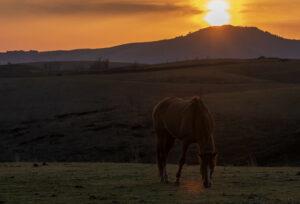 馬は自分の家が分かる？馬の帰巣本能について詳しく解説！